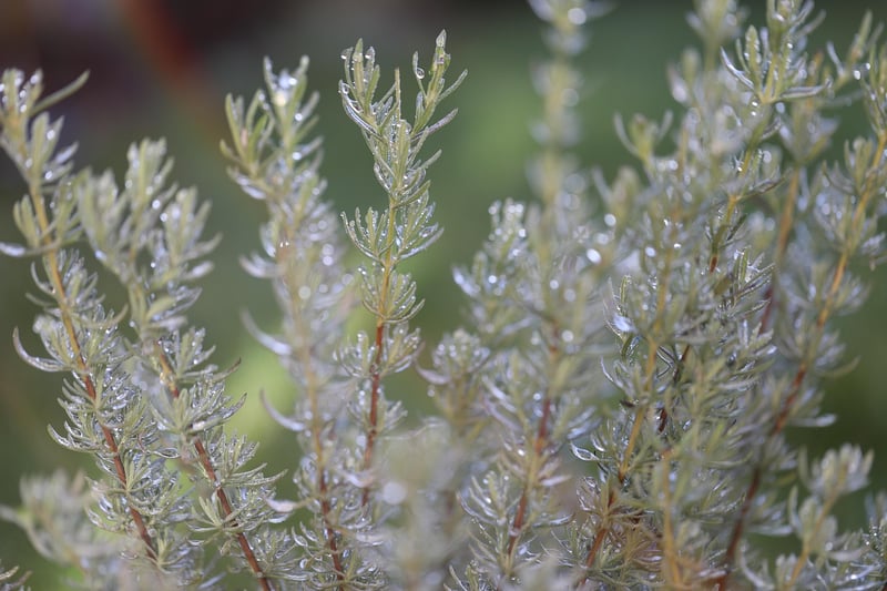Rosemary and Lemon